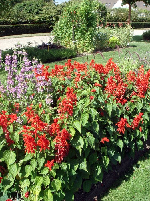 Salvia splendens 'Lighthouse' (2)